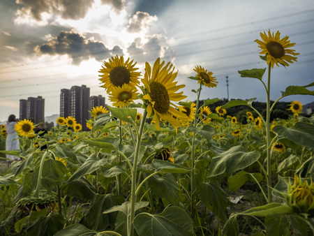 Sunflowerの写真素材
