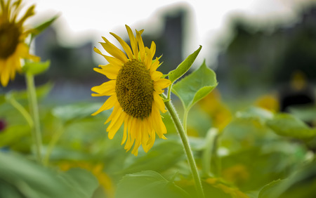 Sunflowerの写真素材