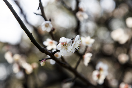 Plum blossomの写真素材