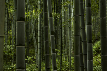 Bamboo forestの写真素材