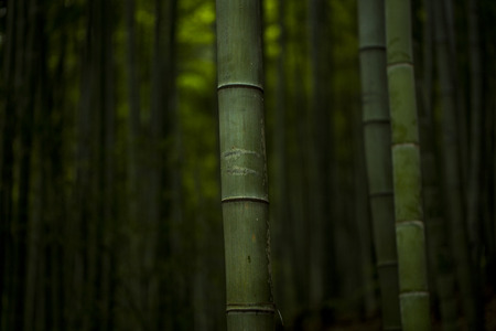 Bamboo forestの写真素材