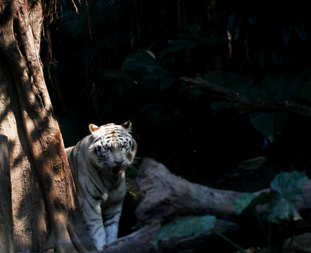 white tiger in the zooの写真素材