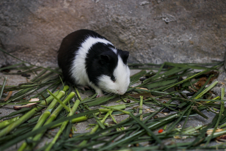 Guinea pigsの写真素材