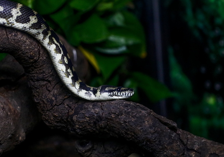 Carpet snake
