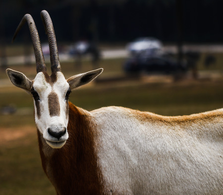 antelope