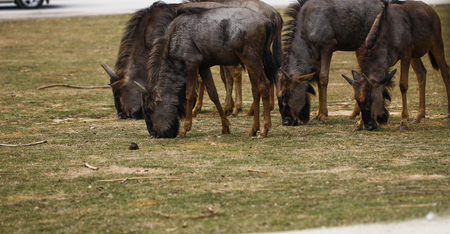 The wildebeest
