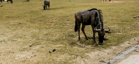 The wildebeest