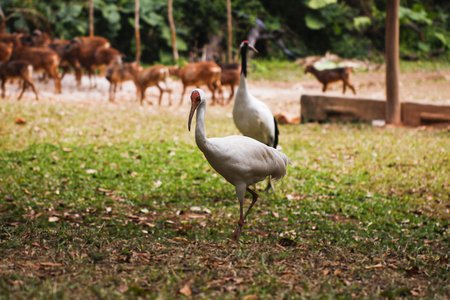 White crane in the zooの写真素材