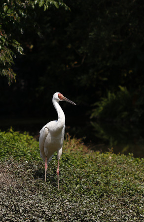 White crane in the zooの写真素材