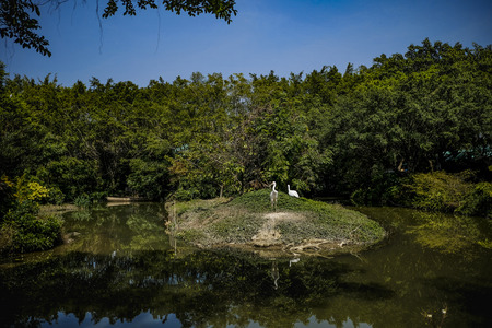 White crane in the zoo