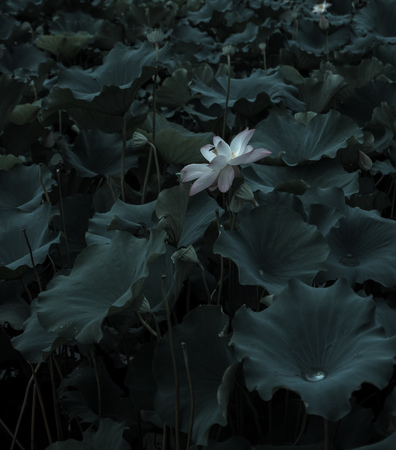 Lotusの写真素材