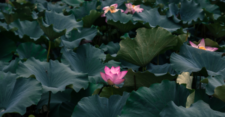 Lotusの写真素材