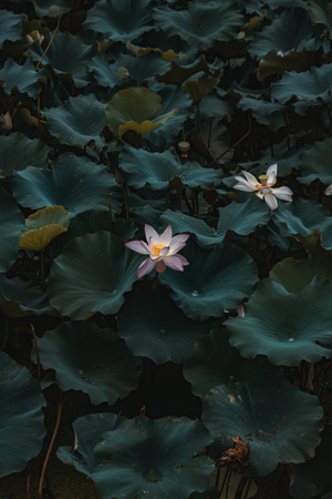 Lotusの写真素材