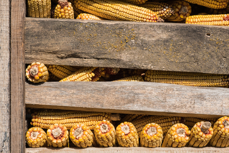 Corn kernels between wooden boards of old grangeの写真素材