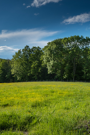 Meadow with yellow flowers on the edge of the forest with deep blue sky aboveの写真素材