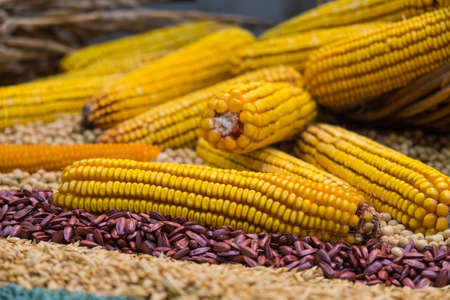 Assortment of corn kernels arranged in vicar basket with decorative cereal seeds