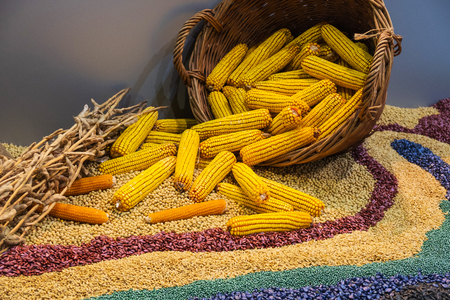 Assortment of corn kernels arranged in vicar basket with decorative cereal seedsの写真素材