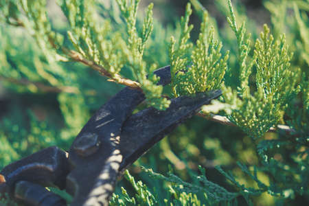 Juniper branch cut off by gardening scissorsの写真素材