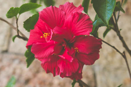 Open hibiscus flower in bright magenta colorの写真素材
