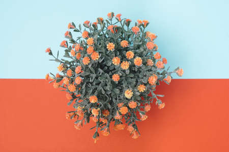 Plant with bloomed small flowers on a two tone geometric background. Minimal pastel top viewの写真素材