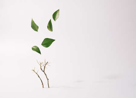 Leaves hovering above the small tree branches on a soft white background. Sustainable environment creative concept.の写真素材