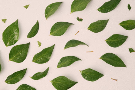 Wet green leaves arranged diagonally symbolizing wind force on a white background. Natural minimal background.の写真素材