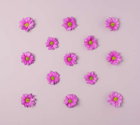 Violet Chrysanthemum flowers arranged on a violet pastel background. Springtime minimal flat lay.