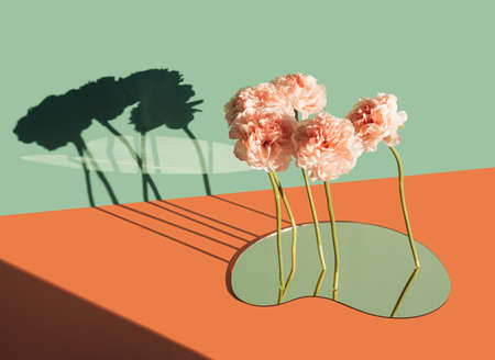 Surreal floating flowers over the mirror, casting shadow on a two tone background. Modern, artistic floral concept.の写真素材