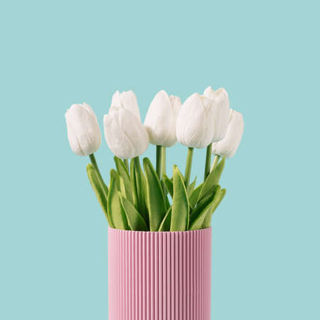 White tulip flowers in a corrugated pink vase and pastel mint background. Springtime, summer retro concept.の写真素材
