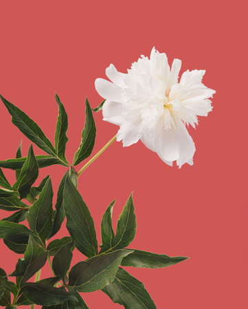 White Peony flower against the earthy pink background. Floral studio backdrop.の写真素材