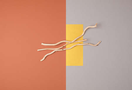 Fall colors geometric background with tree branches. Minimal autumn top viewの写真素材