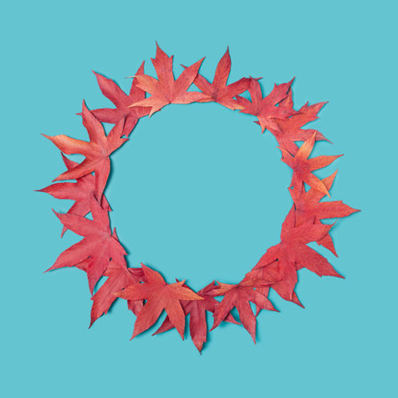 Japanese maple red leaves in a circle shape. Teal background circular copy space.の写真素材