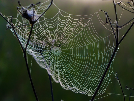 The spiders web in the early morning.の写真素材