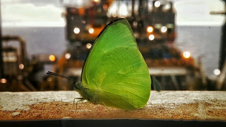 Green butterflyの素材