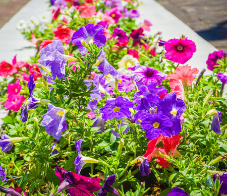 petunia flower close up with green color and red colors blooming - photoの写真素材