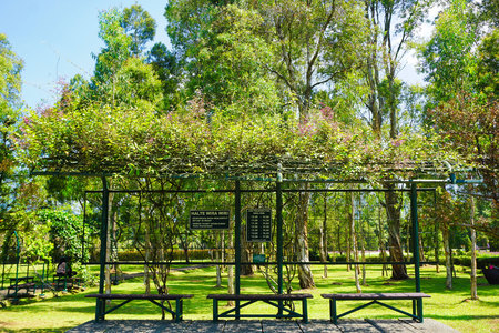 a halte bus with wooden bench and green grass leaf cover in bogor indonesia