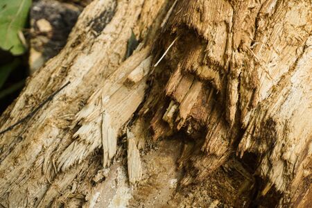 rotten wood pile with close up photo take with warm color - photo