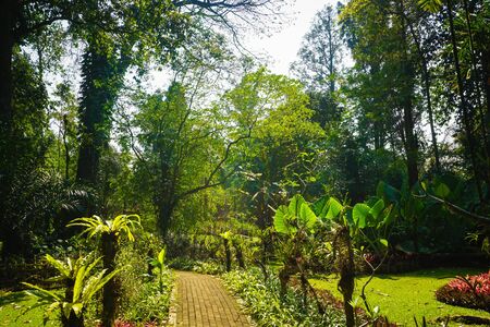 pavement on the middle of forest or jungle with bright sun and big tree on tropical paradise - indonesia photoの写真素材
