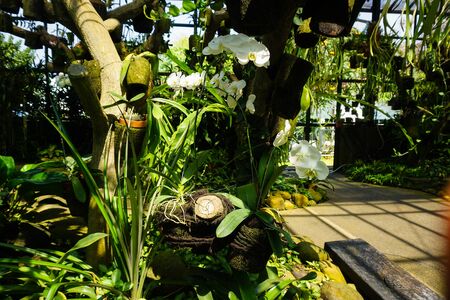 white orchid on the jungle of forest garden with green tropical country and pavement pathway on side - indonesia photoの写真素材