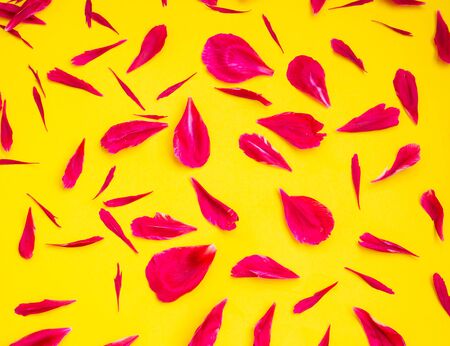 Magenta peony petals on yellow background. Flat lay composition. Flower creative pattern.の写真素材