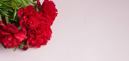 Beautiful magenta peonies on pink background with copy space for your text. Flat lay.の写真素材