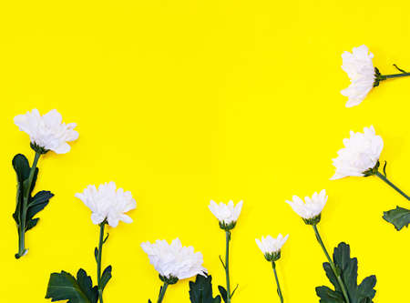 White chrysanthemum on yellow background. Autumn flowers. Flower background. Flat lay. Copy space...