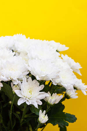White chrysanthemum on yellow background. Autumn flowers. Flower background. Flat lay. Copy space...