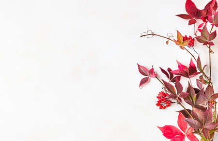 Bright red leaves of wild vine Parthenocissus, Victoria creeper leaves on light background. Autumn...