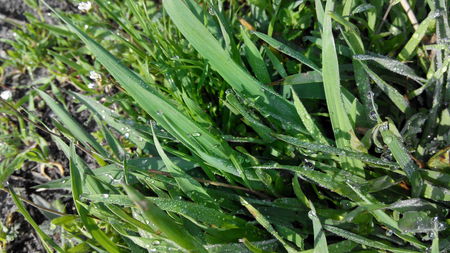 dew on the grassの写真素材