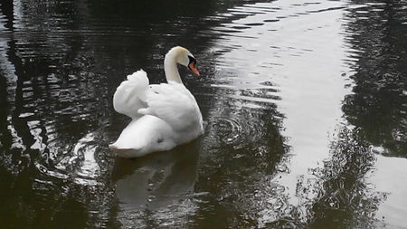 White swans on the pond, white swans pair of swans, swan, pond, lake, park, birds, nature, wildlife,の写真素材