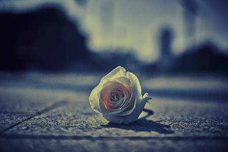 White rose lying on the pavement in the center of the cityの写真素材