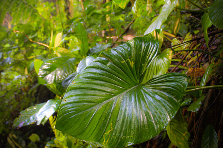 green taro leaves in the forest