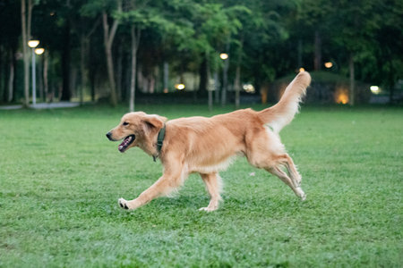 Golden Retriever dog running on the green grass in the parkの写真素材