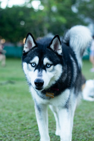 Siberian Husky dog on green grass in the park.の写真素材